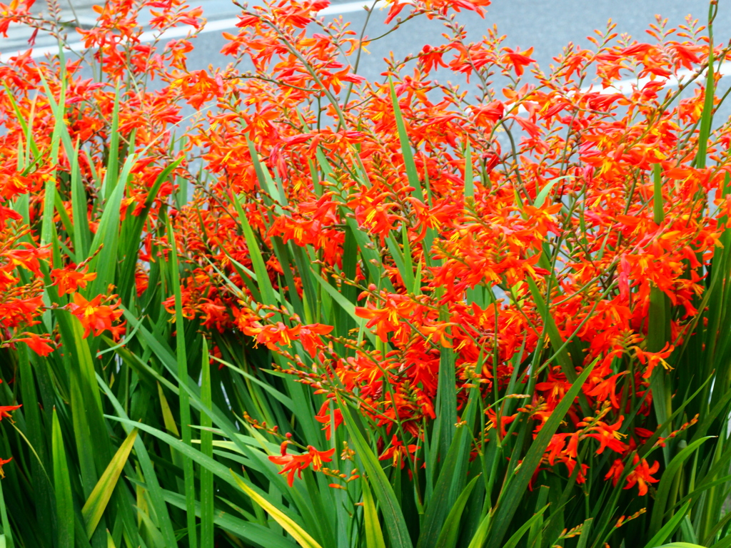 にぎわう花たち