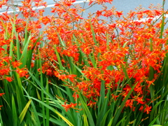 にぎわう花たち にぎわう花たち