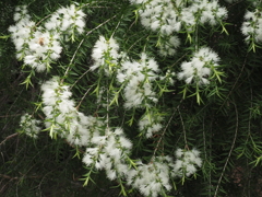 満開の白い花
