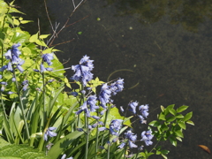 水辺の花