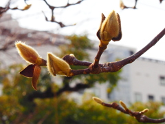 こぶしの芽