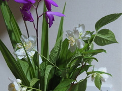 季節の花