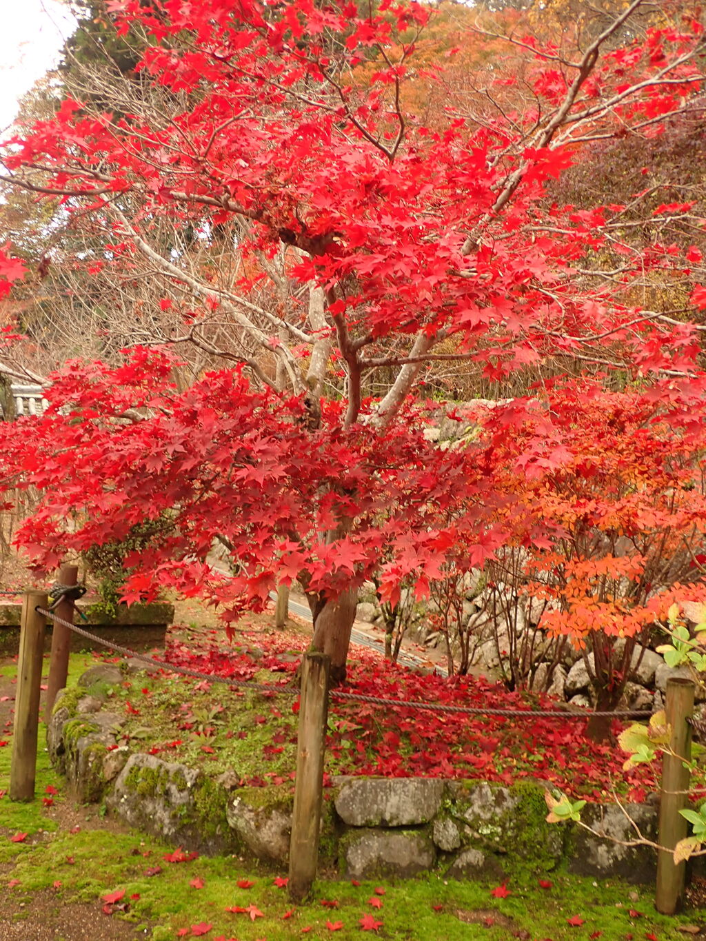 長谷寺；もみじ