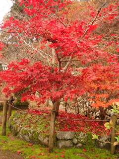 長谷寺；もみじ