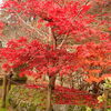 長谷寺；もみじ