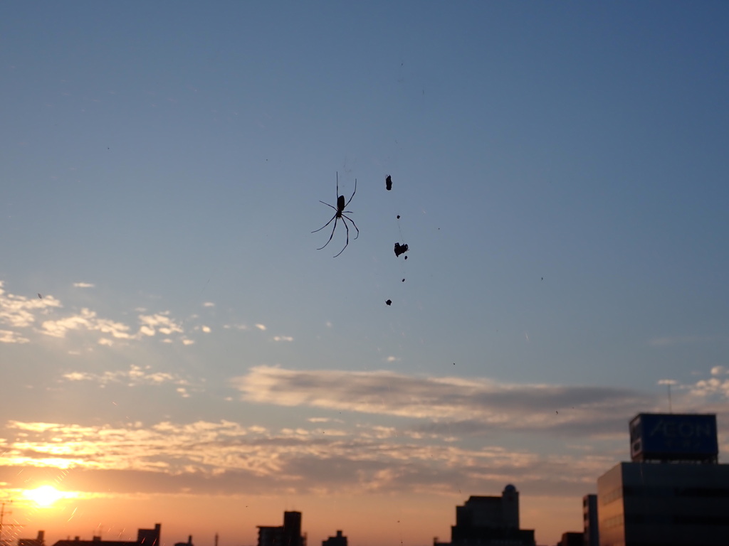夕陽と蜘蛛の巣