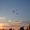 夕陽と蜘蛛の巣