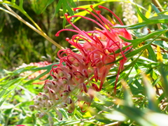 華やかな花