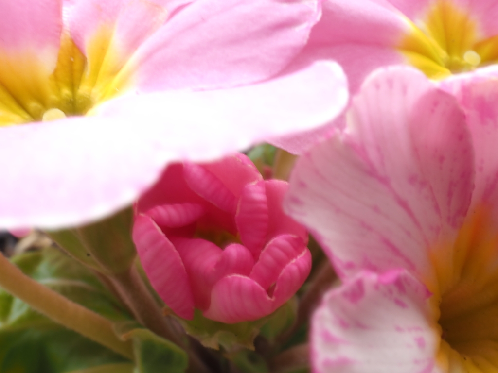 花芽