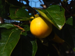 柿も色づき始めました