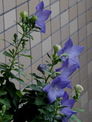 我が家のキキョウ