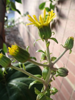 夕陽を受けて：つわぶき