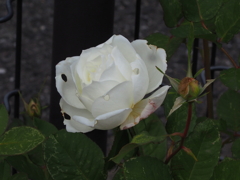 白薔薇