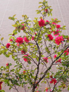 壁際の山茶花