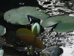 水連