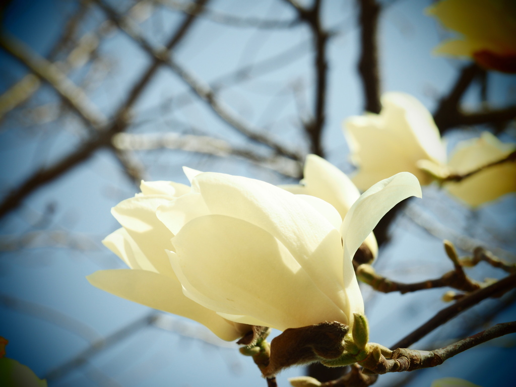 モクレンと桜のつぼみ