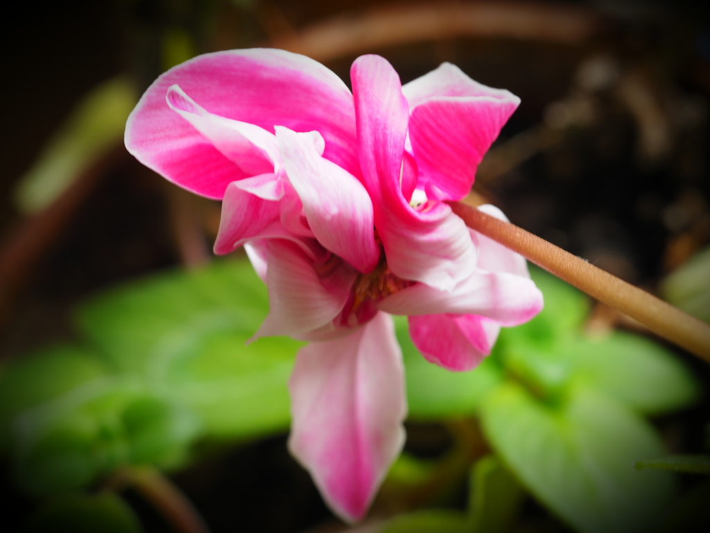 シクラメンの花