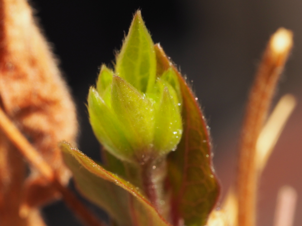 クレマチスの新芽が出始めました。