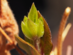 クレマチスの新芽が出始めました。