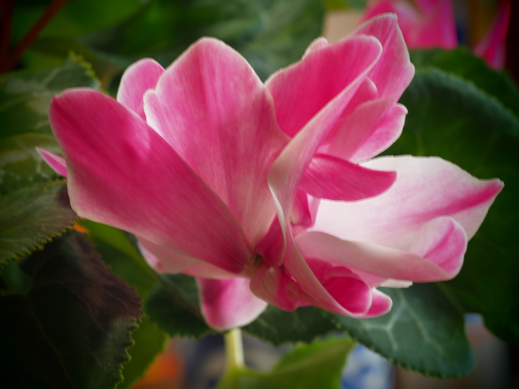 大きな花のシクラメン