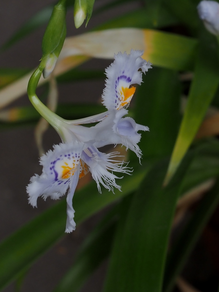 しゃがの花、咲きました。