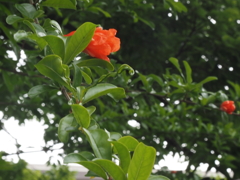 ざくろの花