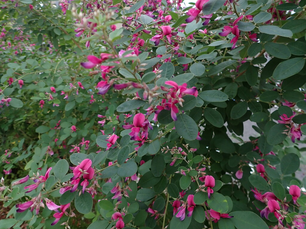 道端の秋：花