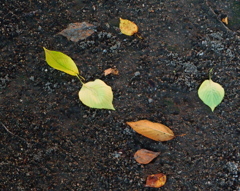 落ち葉