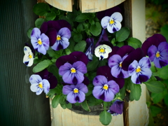 竹筒植木鉢のパンジー