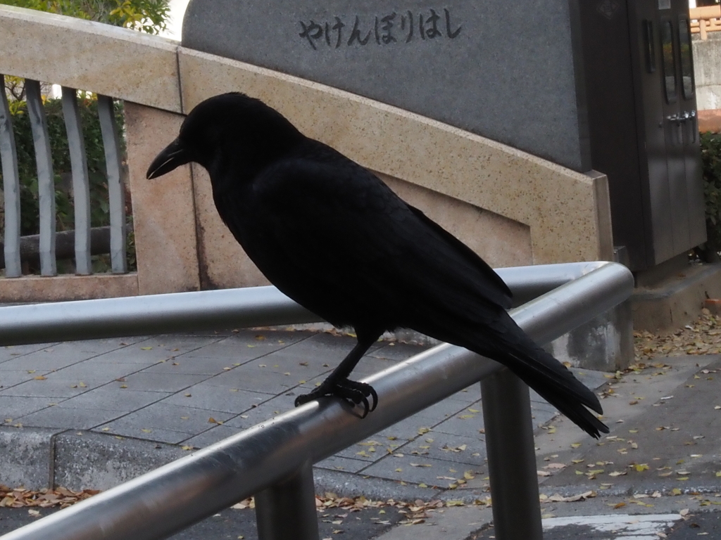 からす
