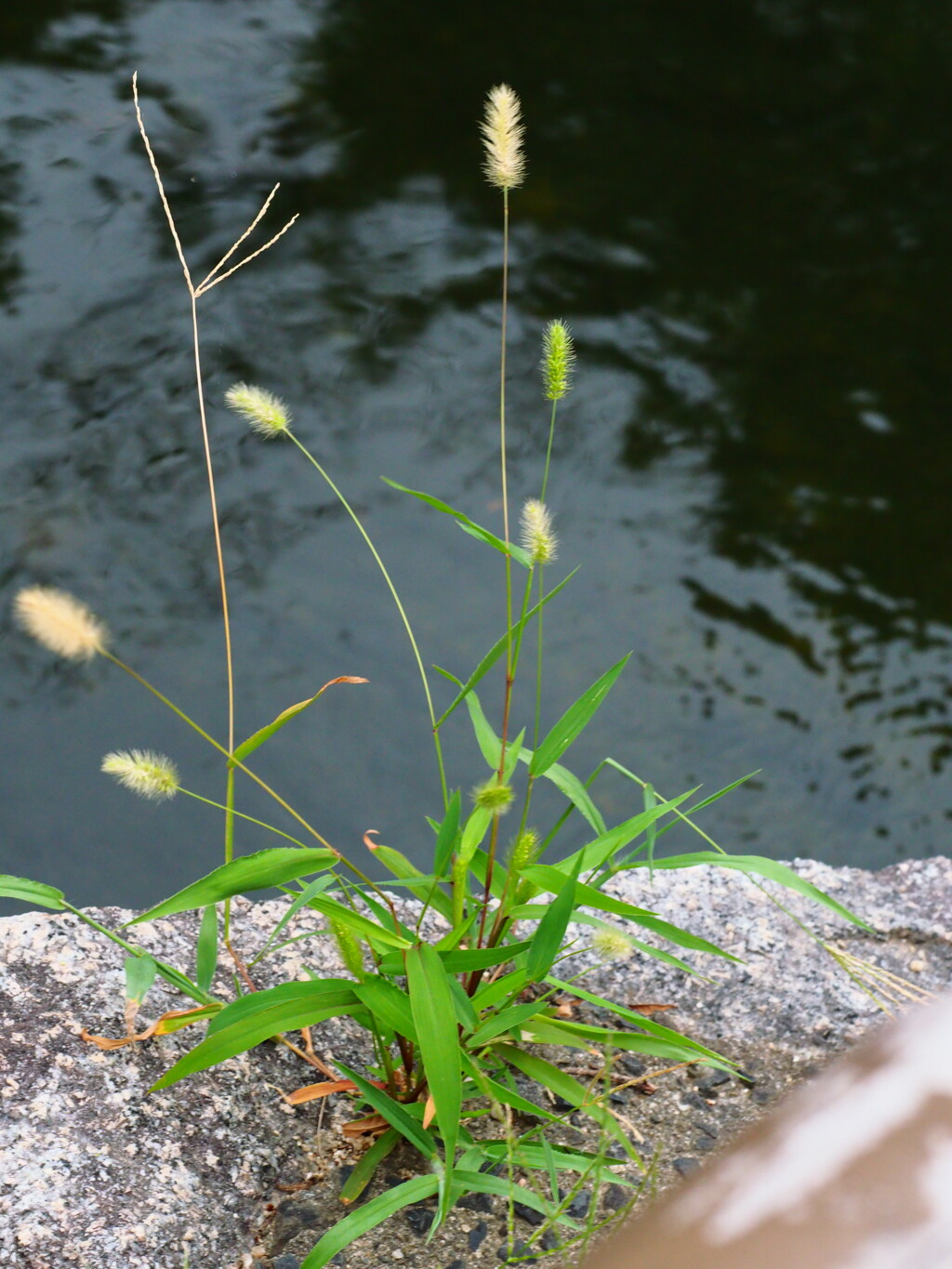 岸辺の草
