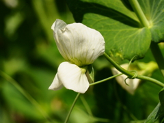 エンドウ豆の花