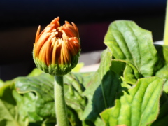 さあ、咲くぞ！