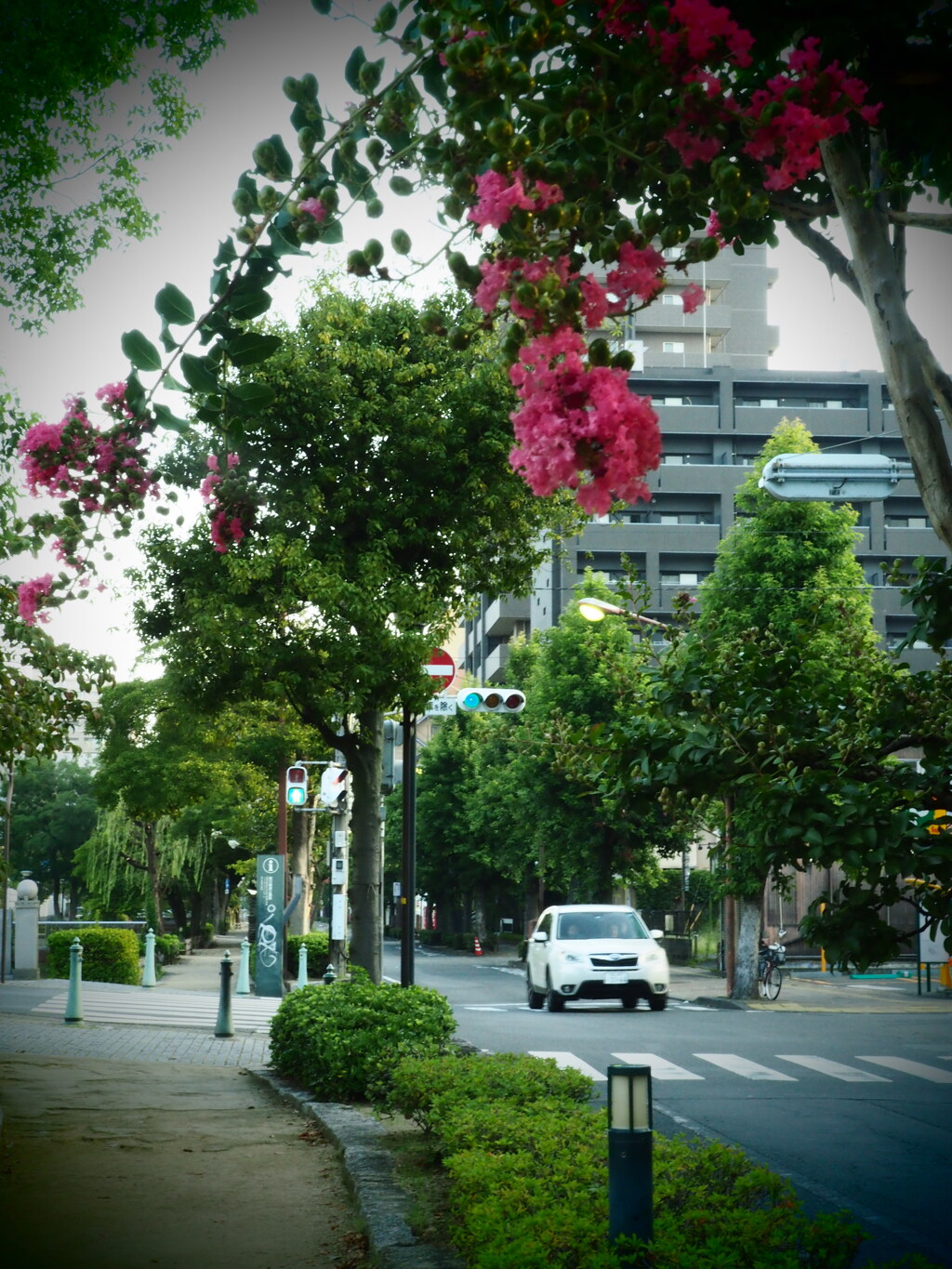 朝の百日紅