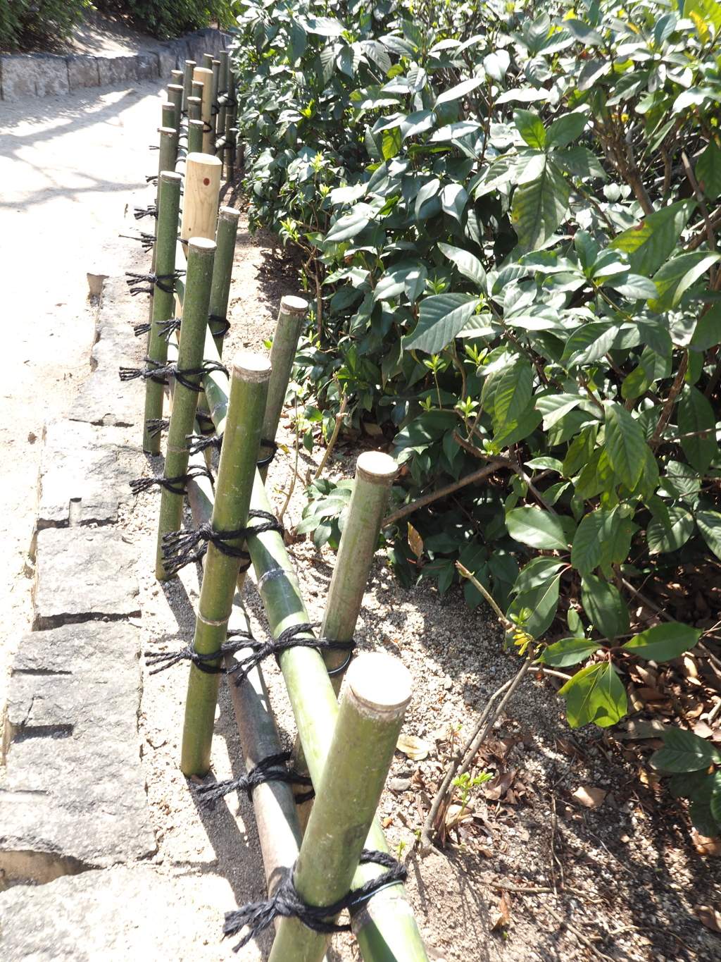 竹垣、新しく