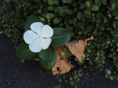 白い一輪、枯れ葉を従えて
