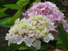 白く咲いてピンクに変わります