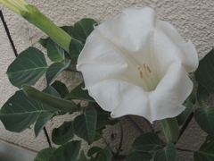 壁際に涼し気