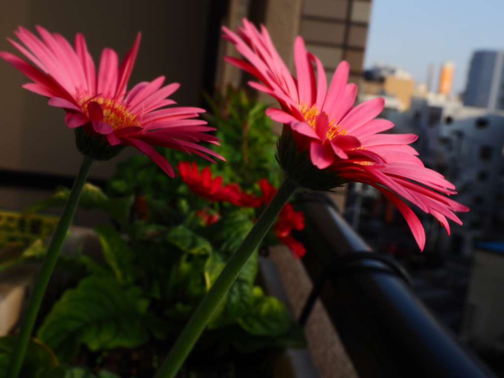 濃いピンクのガーベラ