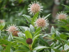 とげだらけの花；