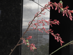 初めて見る花　１
