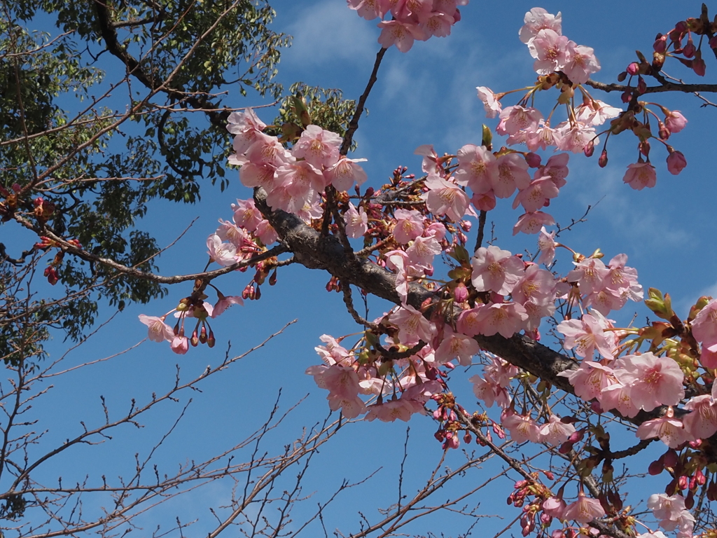 河津桜、咲き始めました。