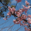河津桜、咲き始めました。