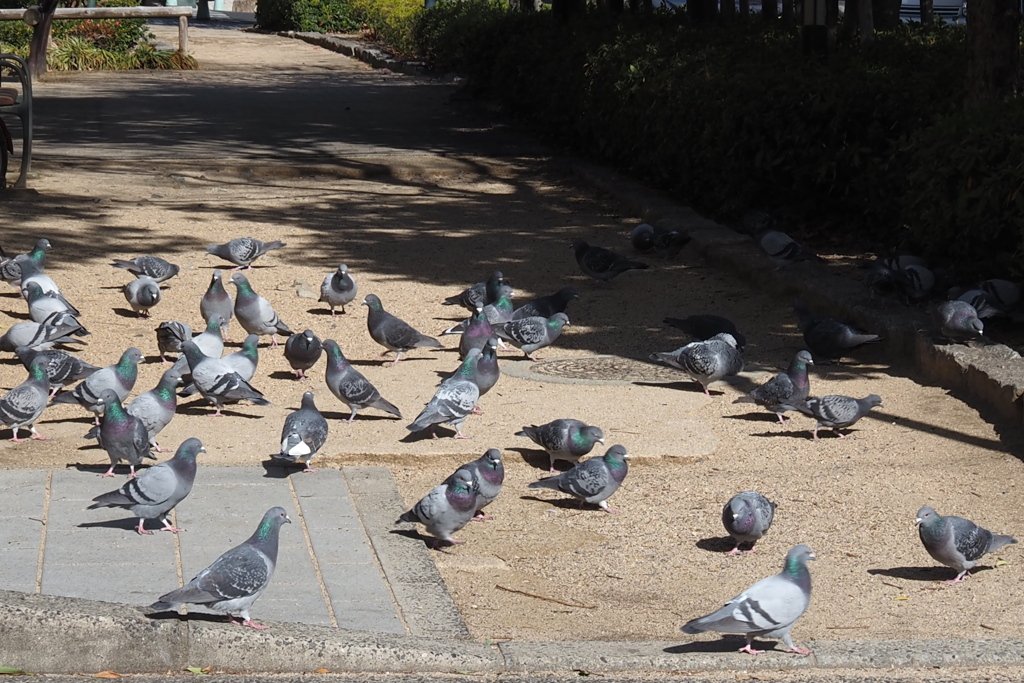 鳩の集まり