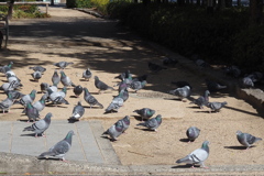 鳩の集まり