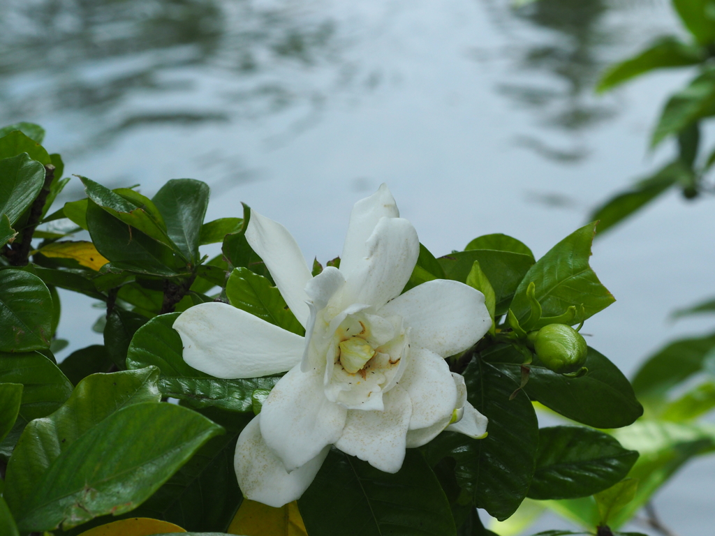 クチナシの花