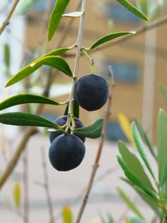 オリーブの実　黒