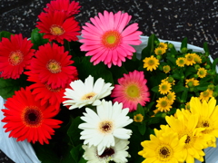 ベランダ用の苗、買いました。