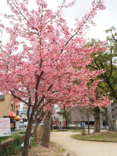 公園の桜
