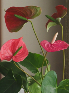 アンスリューム１